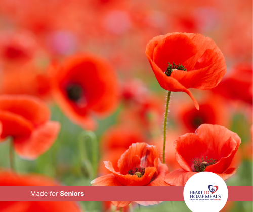 Remembrance Day in Canada: How Seniors Can Pay Their Respects