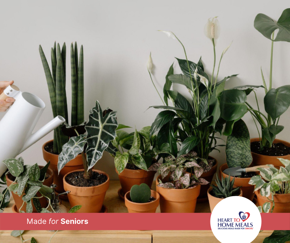 Indoor Gardening Tips for Seniors