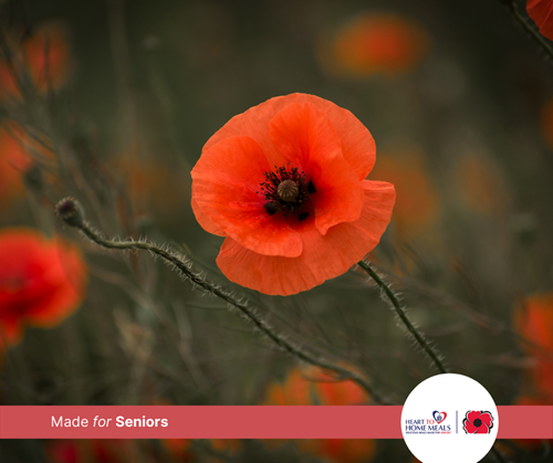 single red poppy in a field