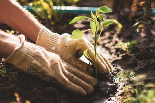 planting flowers in the ground